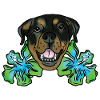 Rottweiler with hibiscus flowers