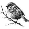 Spatz