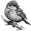 Sparrow