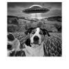 Alien Encounter Dog Selfie