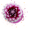 Blume Beauty
