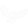 Bird of prey