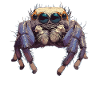 Jumping Spider Springspinnen Springspinne