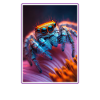 Jumping Spider Springspinnen Springspinne