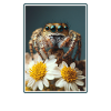Jumping Spider Springspinnen Springspinne
