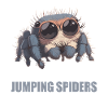 Jumping Spider Springspinnen Springspinne