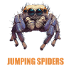 Jumping Spider Springspinnen Springspinne