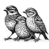 Sparrow