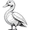 The Duck