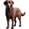 Labrador Dog