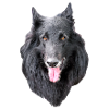 Belgian Shepherd Groenendael