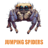 Jumping Spider Springspinnen Springspinne