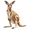 Kängurus Känguru