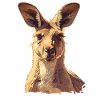 Kängurus Känguru