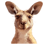 Kangourous Kangourou