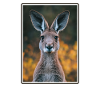 Kangourous Kangourou