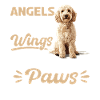 Goldendoodle Dog Owner