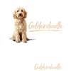 Goldendoodle hundeejer