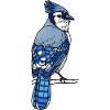 Blue jay