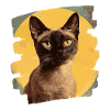 Burmese Burma Cat Retro
