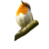 Robin Songbird