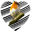 Robin Erithacus rubecula
