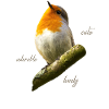 Robin, doux, sucré