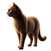 Cat Realistic