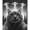 OVNI Drôle de chat