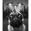 UFO Funny Dog