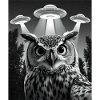 UFO Funny Owl