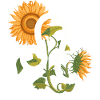 Löwe Sternzeichen - Sonnenblume Astrologie Geschenk
