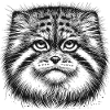 Manul