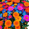 Colourful flower Art