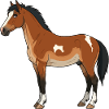 Dartmoor-Pferd