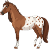 Appaloosa horse real