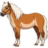 Haflinger bangs real