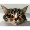 Katze