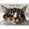 Katze Chilli Milli