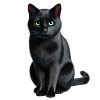 Black cat