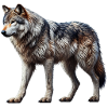Wolf