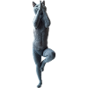 Russisch Blau Katze