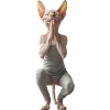 Sphinx