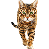 Bengalen