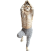 Schottische Faltohrkatze