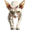 Sphinx