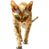 Devon Rex