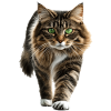 Norwegische Waldkatze