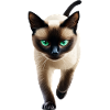 Siamese