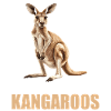 Kängurus Känguru